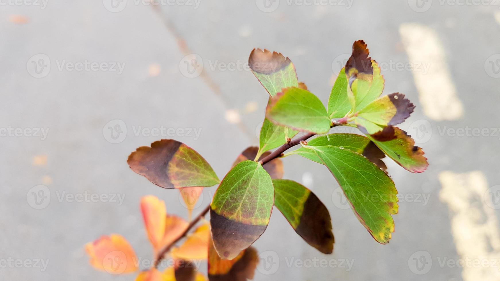 hojas brillantes sobre un fondo de madera rústica. temporada de otoño. concepto de fondo de otoño. foto