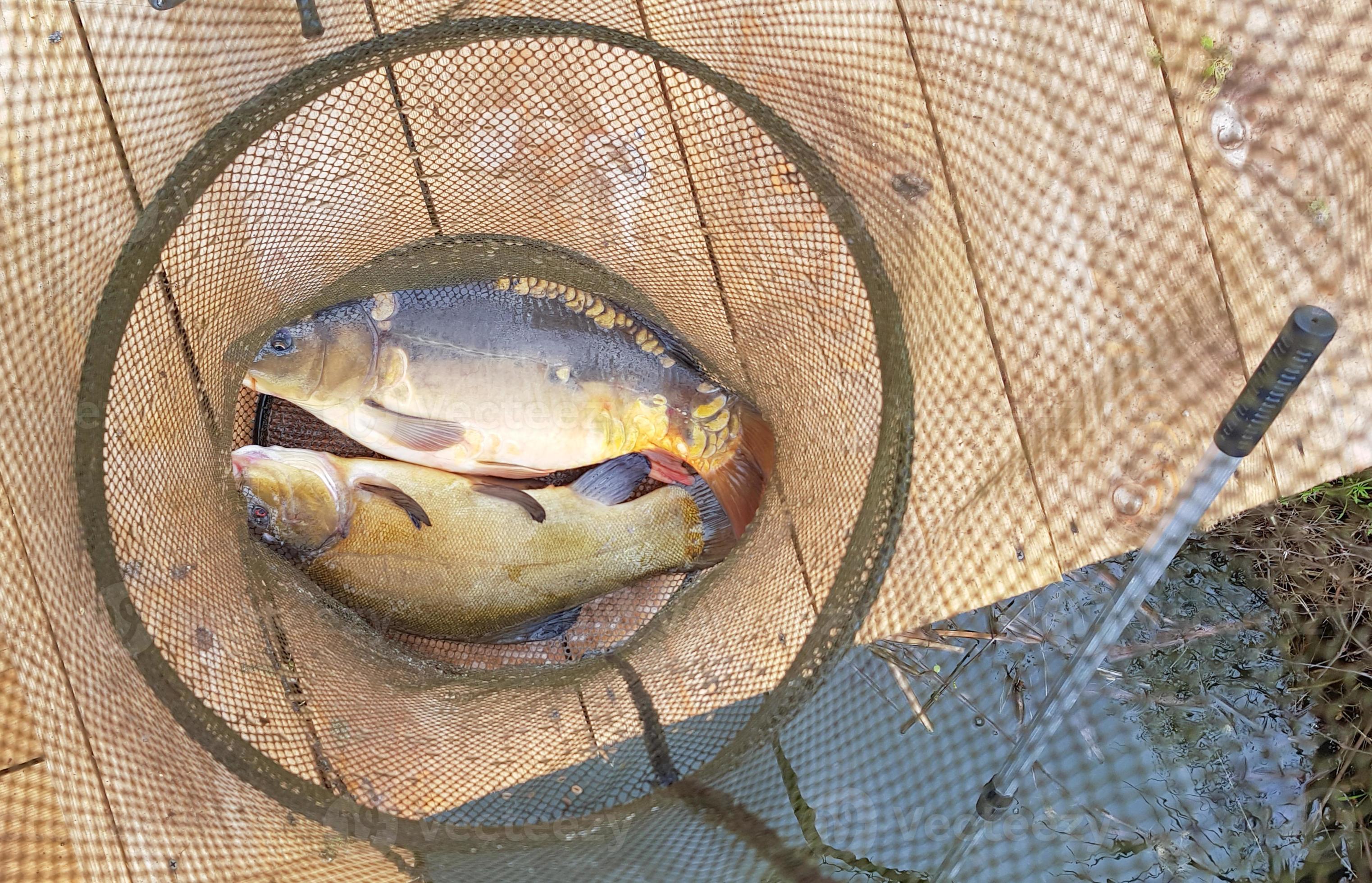 Caught fish on the shore in a fishing cage. Fishing trap with fish