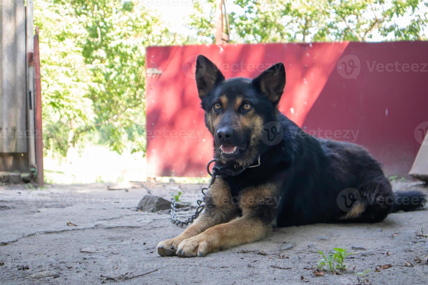 A kind purebred dog on a chain in the yard in the village. A domestic guard animal on the street in summer guards the house on a leash. Chained dog in the backyard. photo