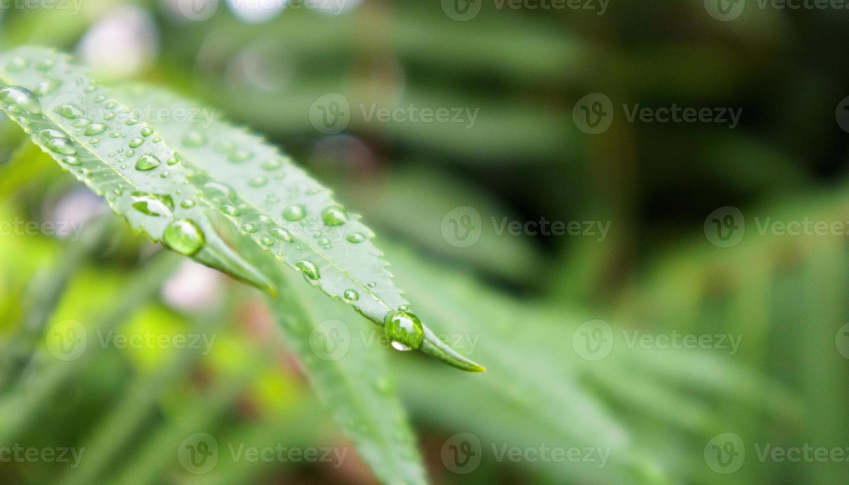 hojas verdes con gotas de lluvia. hermoso fondo borroso natural verde con espacio de copia. Primer plano con enfoque selectivo en hojas cubiertas de gotas de rocío. foto