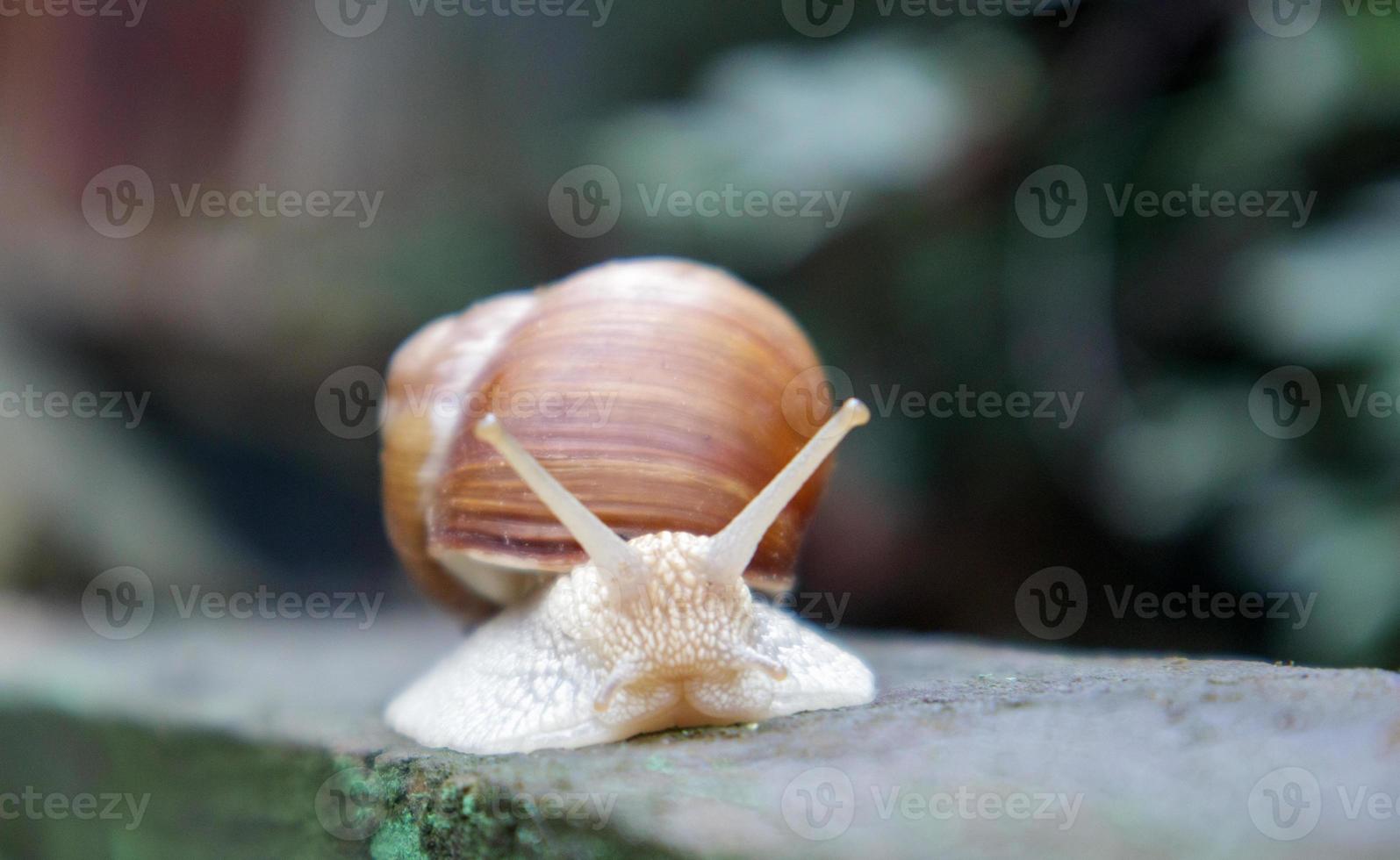 gran caracol de jardín rastrero con una concha rayada. un gran molusco blanco con una concha rayada de color marrón. día de verano en el jardín. Borgoña, caracol romano con fondo borroso. helix promatia. foto