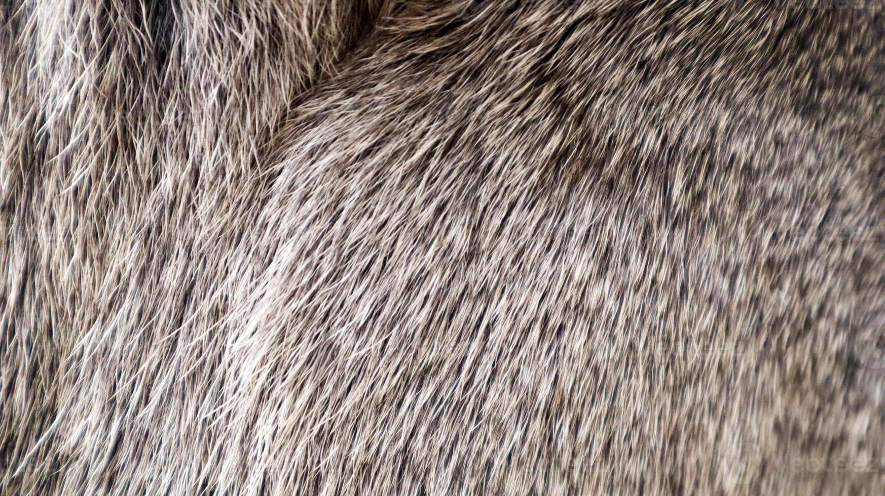Mule deer fur background texture image. Gray fur close-up. Thailand Fur of deer female photo