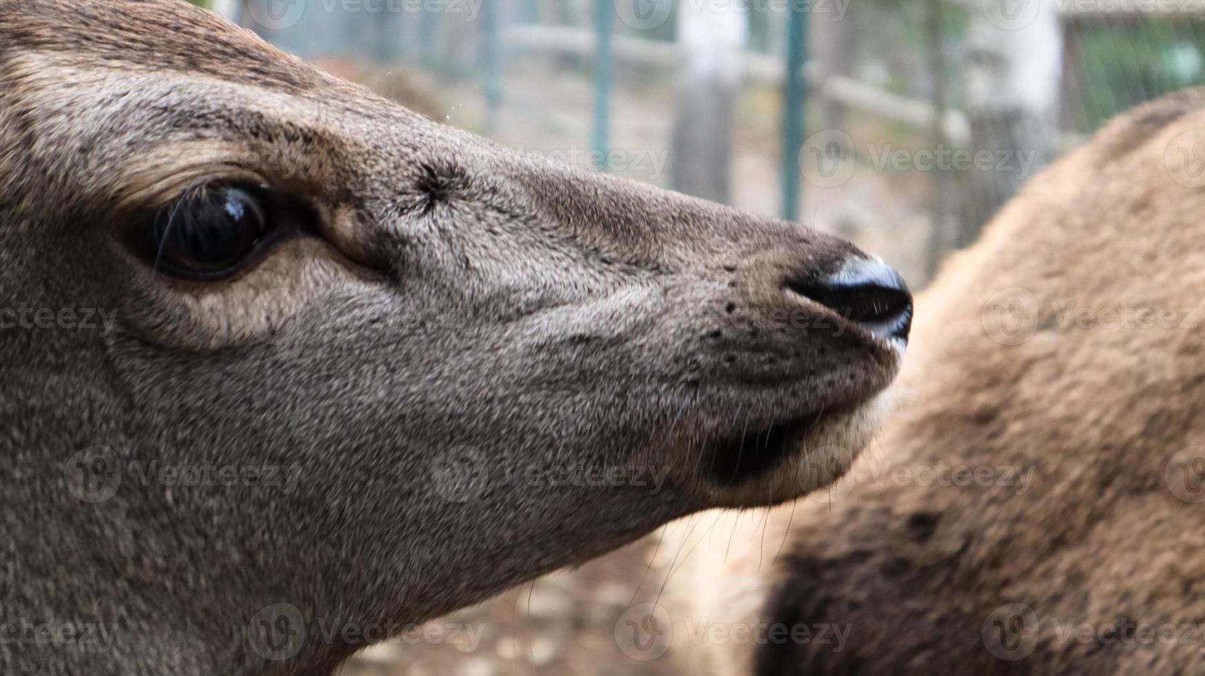 venado cola blanca retrato de primer plano muy detallado. con un ojo de ciervo. ungulados mamíferos rumiantes. retrato valiente ciervo foto