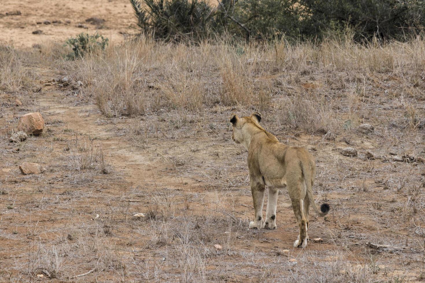 Lion looks hungrily at his prey Kruger Nationalpark South Africa. photo