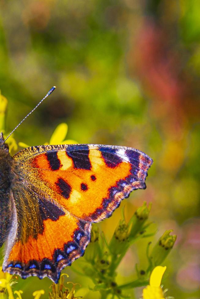 Orange butterfly Small Fox Tortoiseshell Aglais urticae on yellow flowers. photo