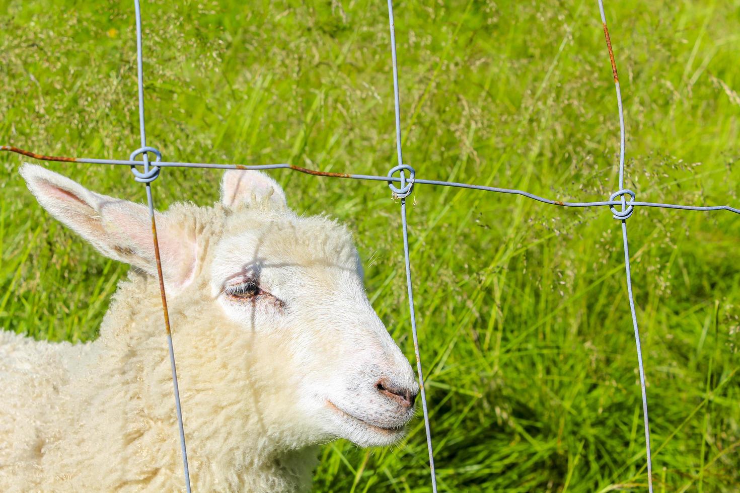 ovejas detrás de la valla en un prado, hemsedal, noruega. foto
