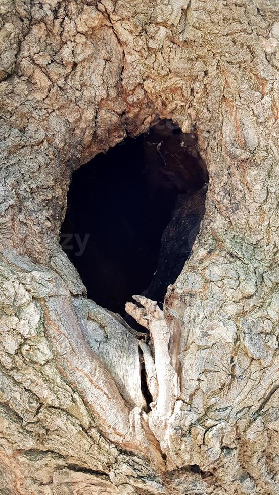 Black hole in tree trunk as entry to bird nest. The hollow in a tree trunk. The tree bark texture and background. photo