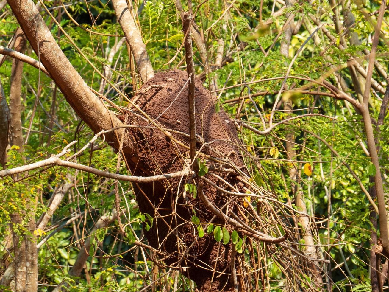 termite nest in colony on tree. These insects are responsible for destroying wooden objects and houses. photo