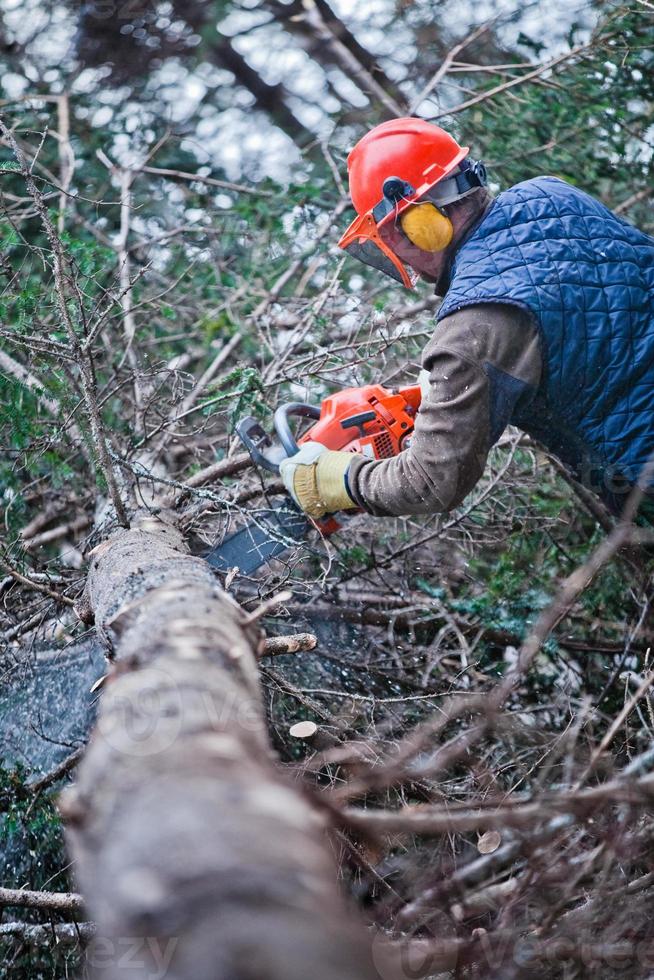 Professional Lumberjack Cutting a big Tree in the Forest photo