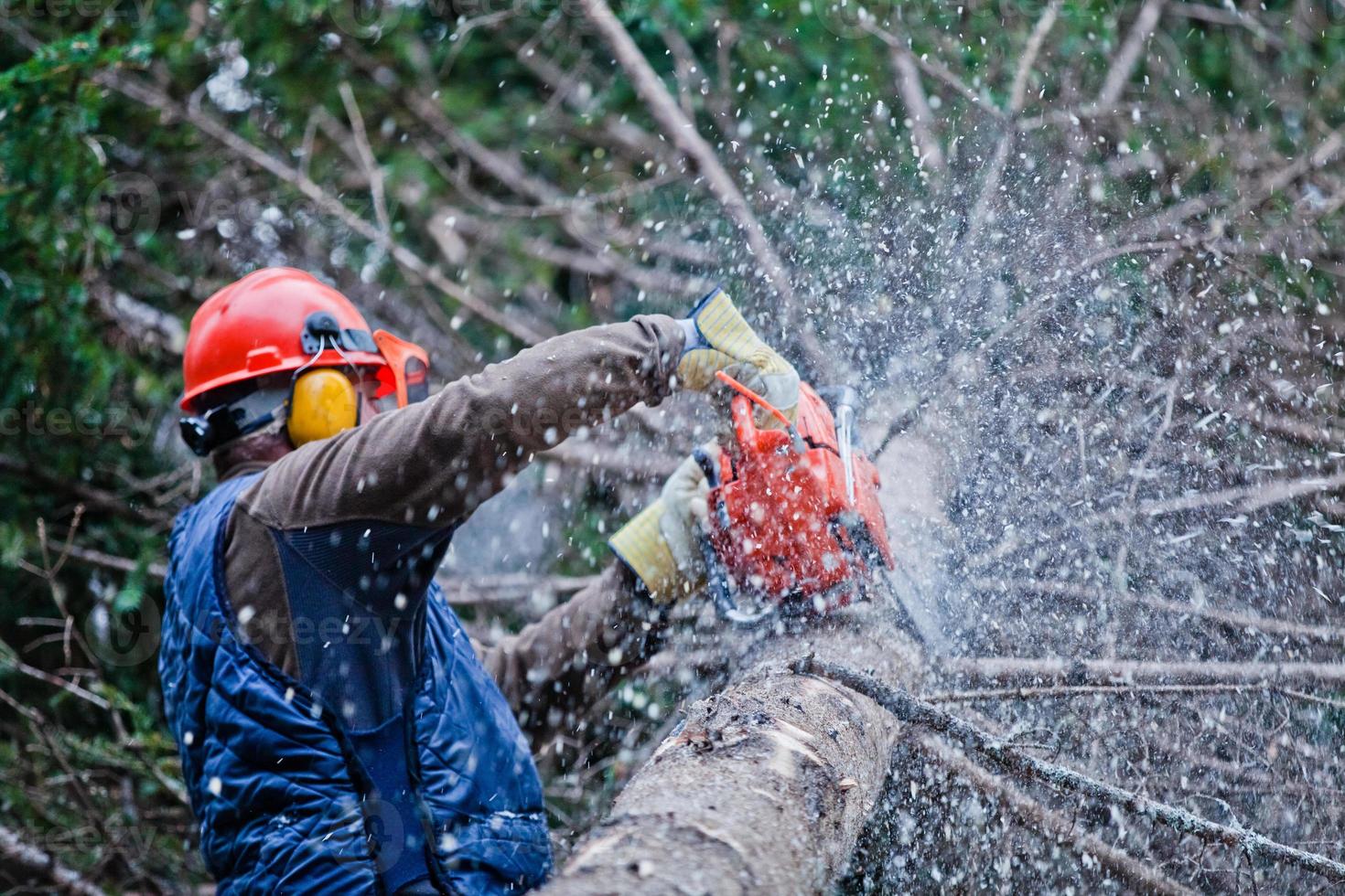 Leñador profesional cortando un gran árbol en el bosque foto