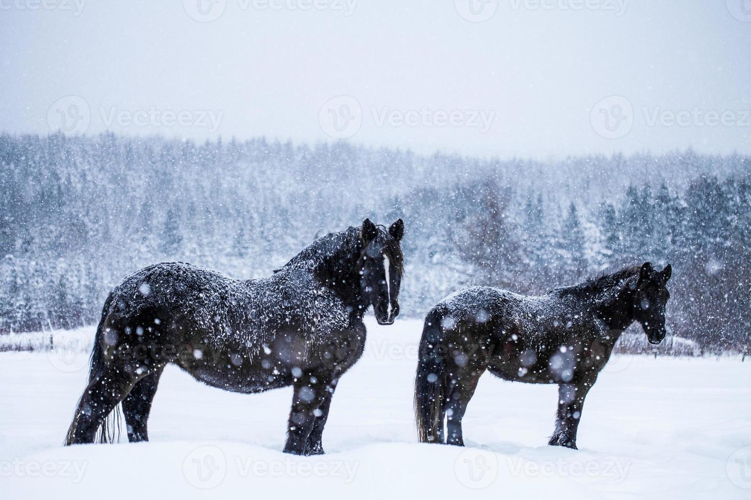 Horses Looking at the Camera during a Snowstorm photo