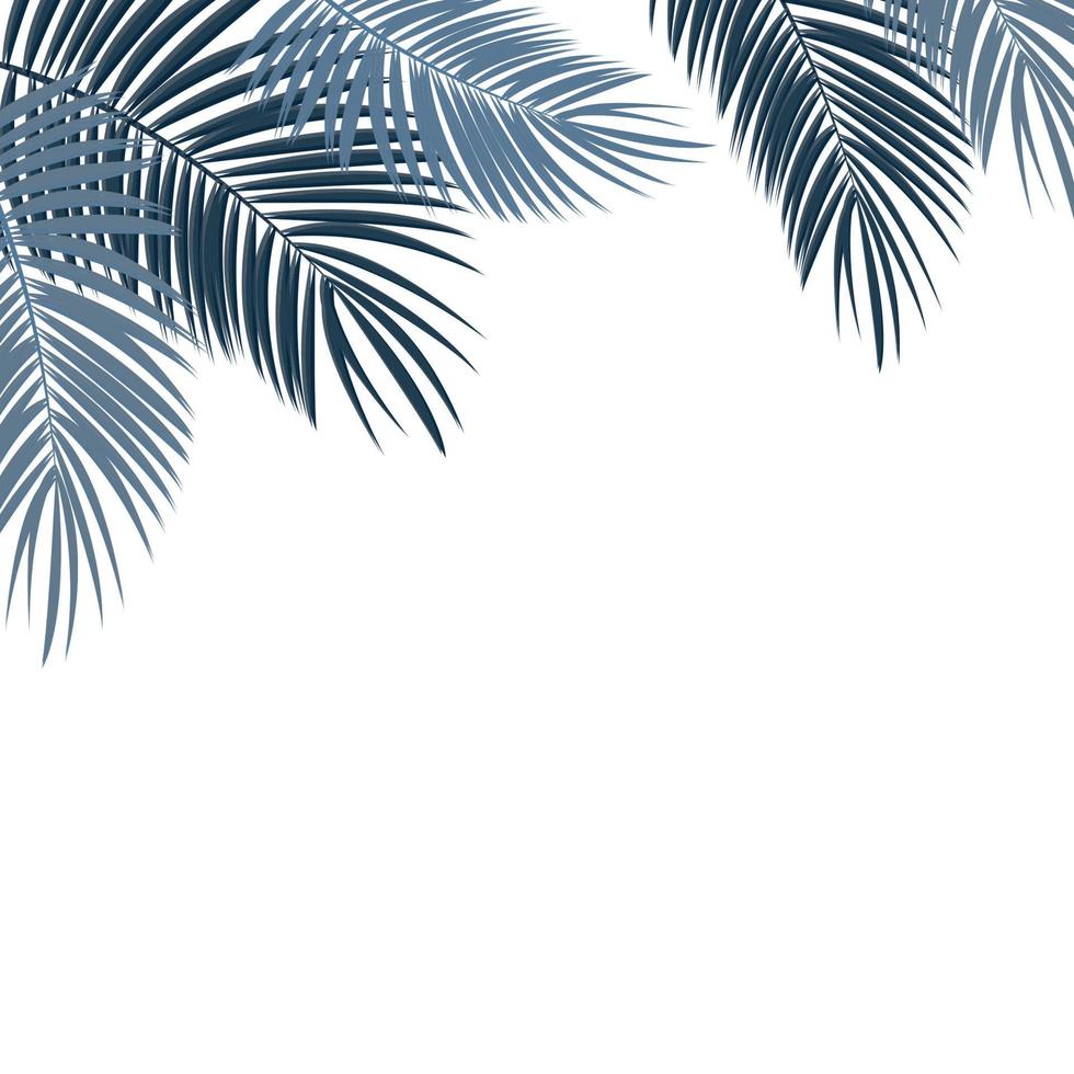 Palm Leaf on White Background with Place for Your Text Vector Illustration