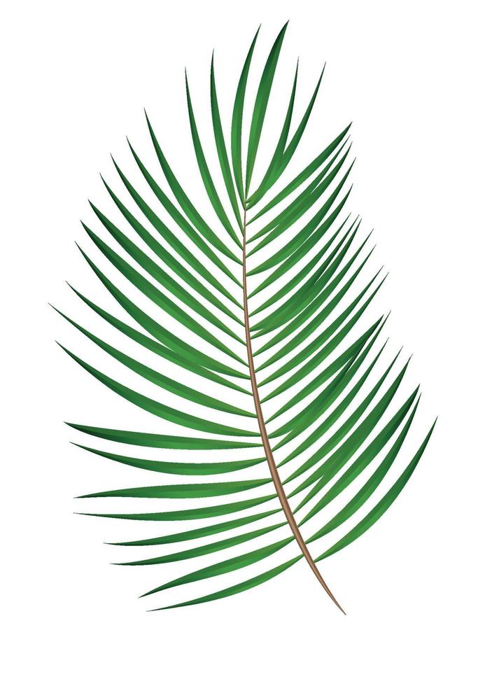 Palm Leaf Vector Background Illustration