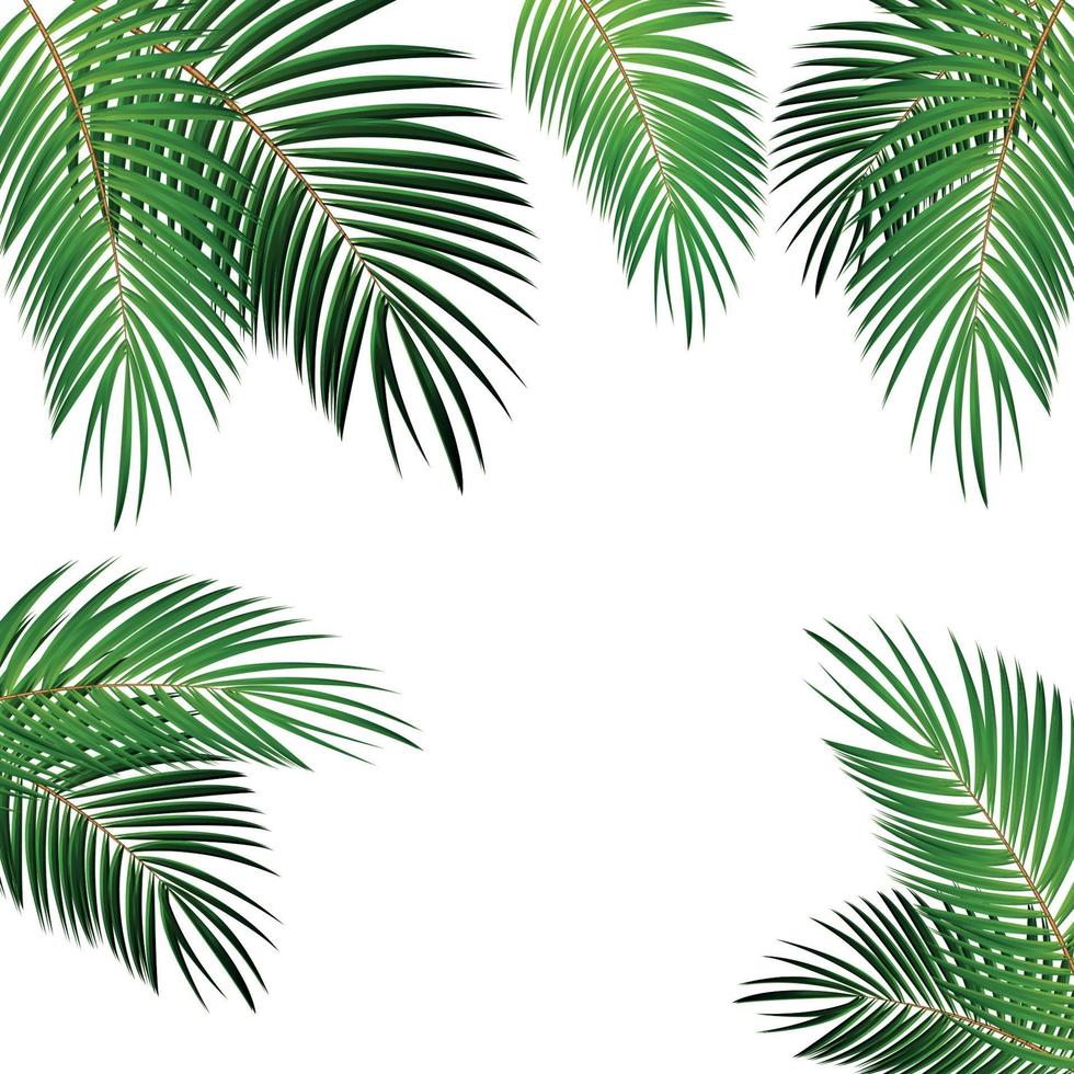 Palm Leaf Vector Background Illustration