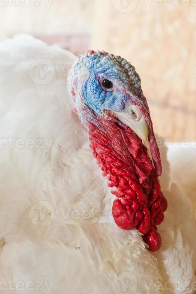 primer plano de un pavo foto