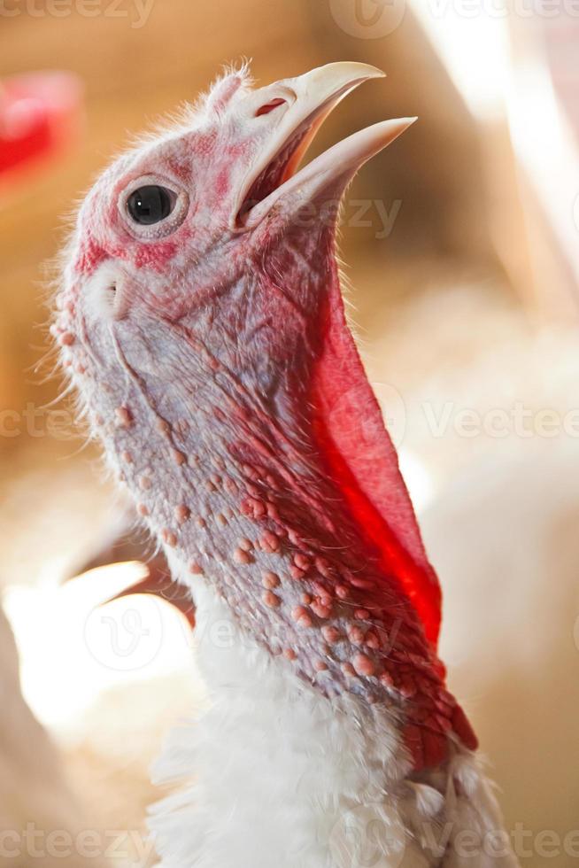 primer plano de un pavo foto