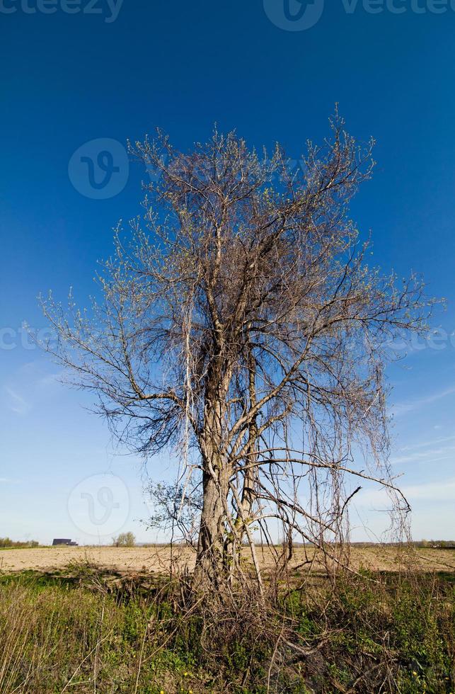 Lonely tree in the spring photo