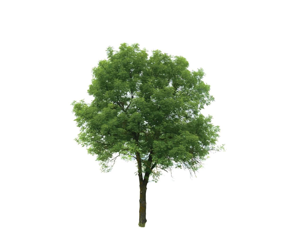 Colored Silhouette Tree Isolated on White Backgorund. Vecrtor Illustration. vector