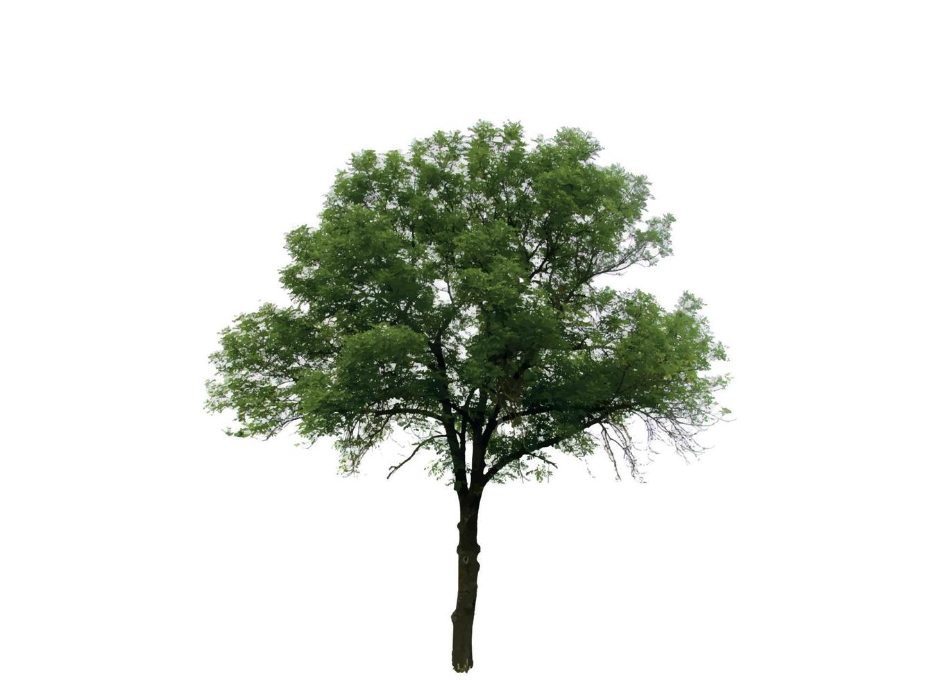 Colored Silhouette Tree Isolated on White Backgorund. Vecrtor Illustration. vector