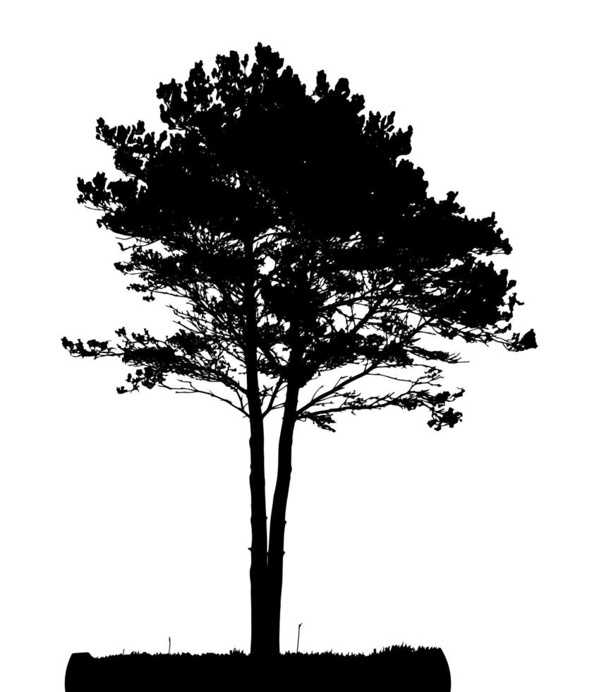 Tree Silhouette Isolated on White Backgorund. Vecrtor Illustration vector