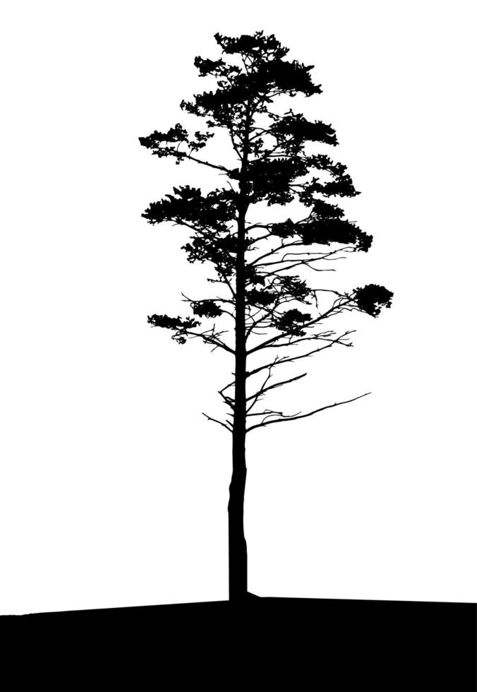 Tree Silhouette Isolated on White Backgorund. Vecrtor Illustration vector