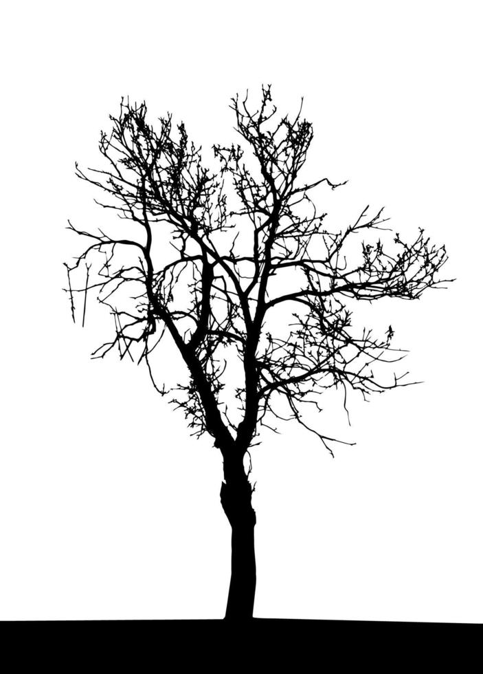 silueta de árbol aislado sobre fondo blanco. vecrtor ilustración. vector