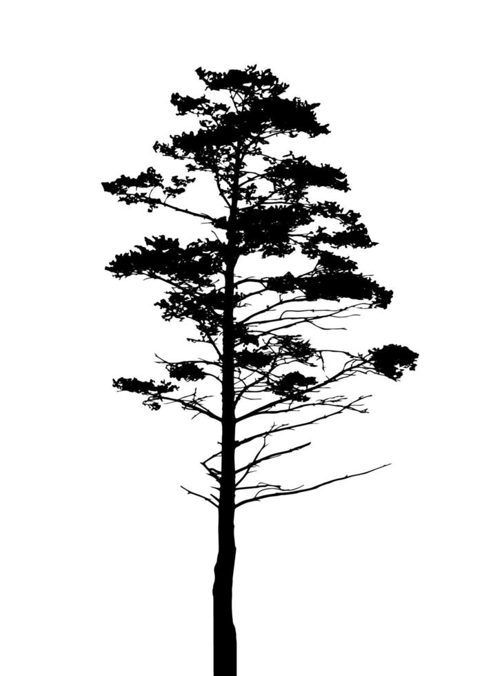 Tree Silhouette Isolated on White Backgorund. Vecrtor Illustration vector