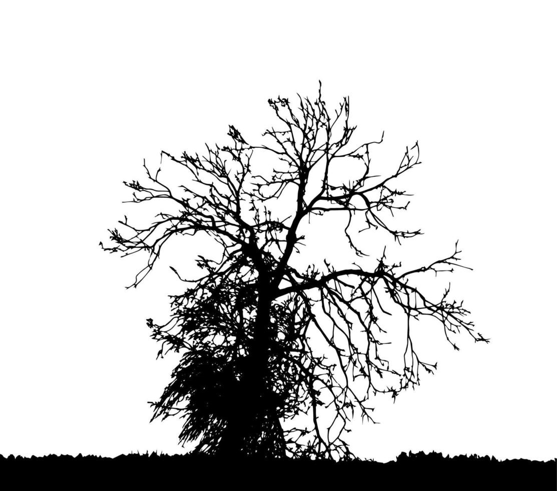 Tree Silhouette Isolated on White Backgorund. Vecrtor Illustration. vector