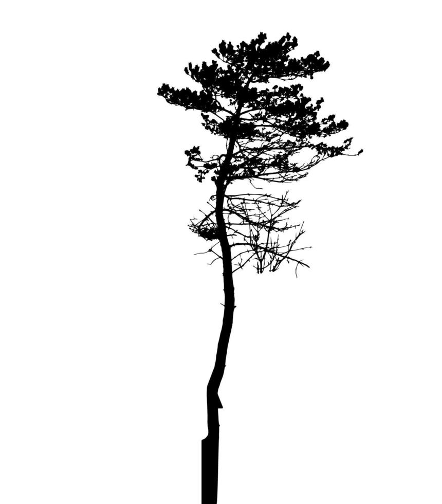 Tree Silhouette Isolated on White Backgorund. Vecrtor Illustration vector