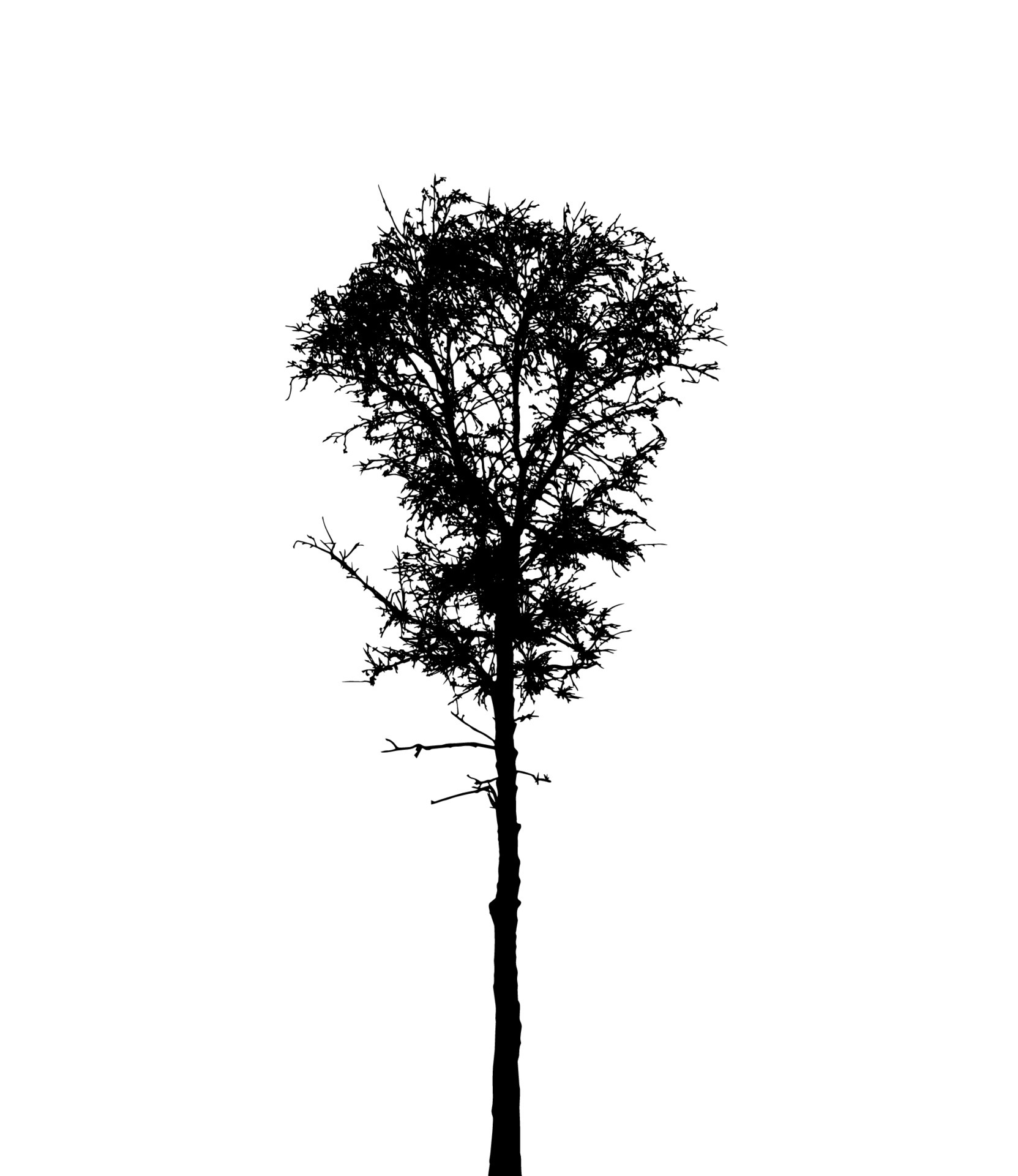 Tree Silhouette Isolated on White Backgorund. Vecrtor Illustration ...