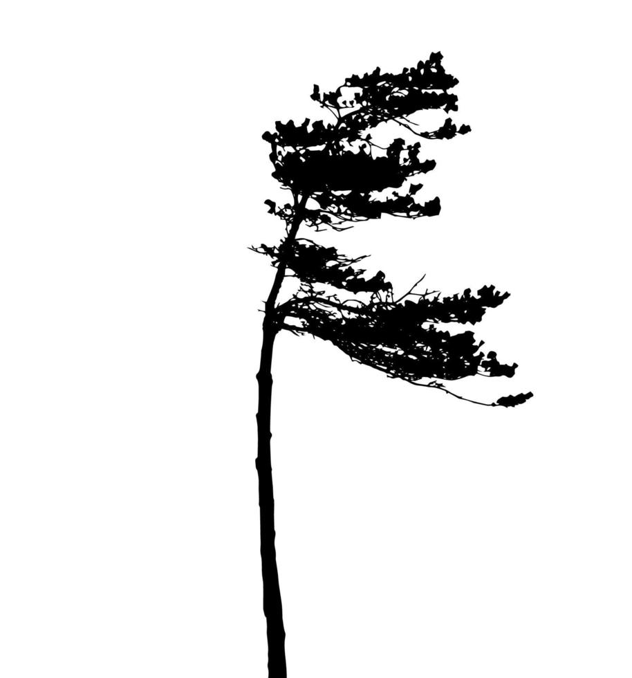 Tree Silhouette Isolated on White Backgorund. Vecrtor Illustration vector