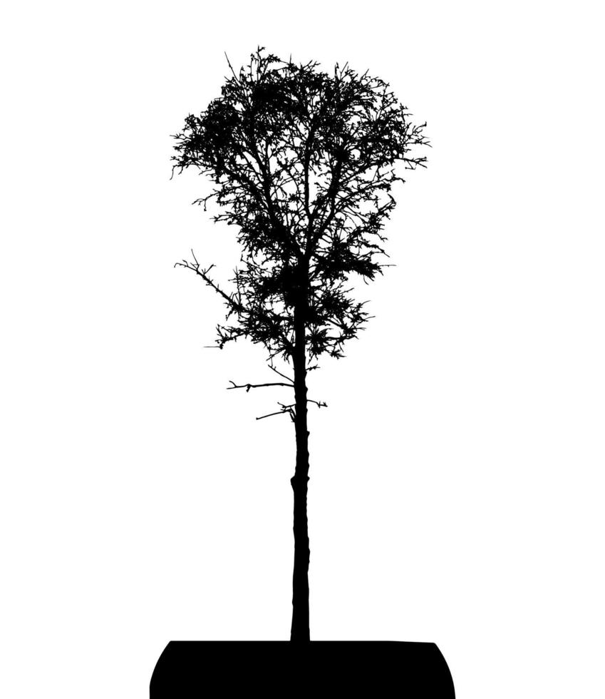 silueta de árbol aislado sobre fondo blanco. vecrtor ilustracion vector