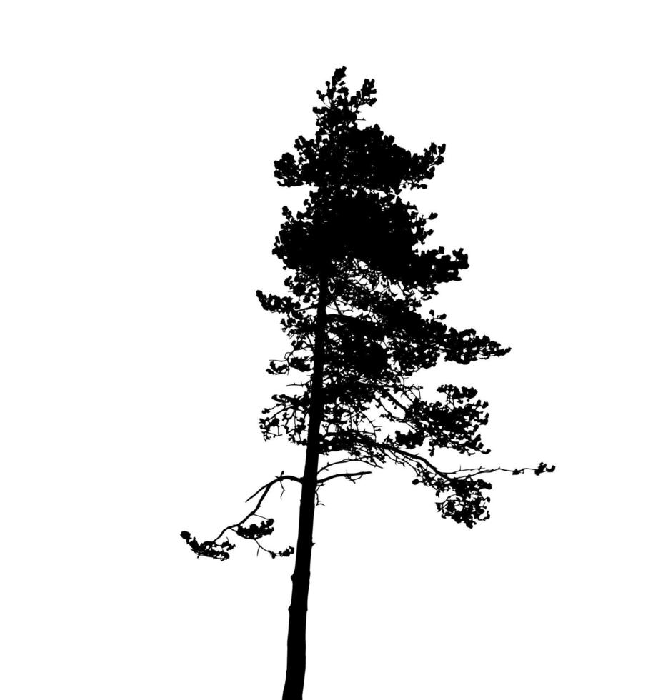 silueta de árbol aislado sobre fondo blanco. vecrtor ilustracion vector