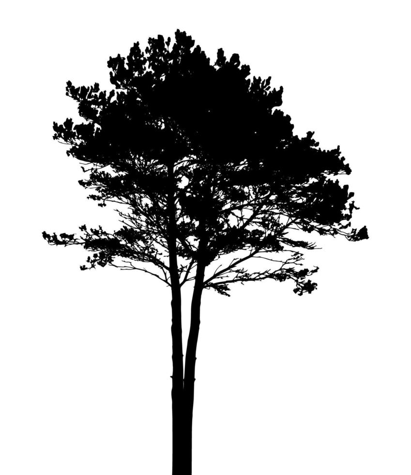 Tree Silhouette Isolated on White Backgorund. Vecrtor Illustration vector