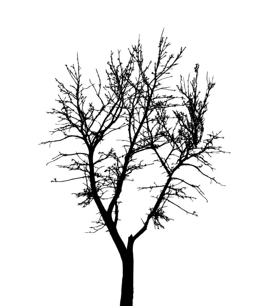 Tree Silhouette Isolated on White Backgorund. Vecrtor Illustration vector