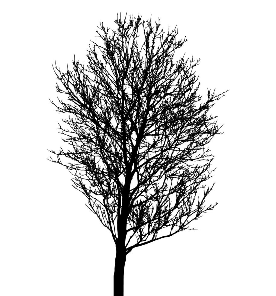 Tree Silhouette Isolated on White Backgorund. Vecrtor Illustration vector