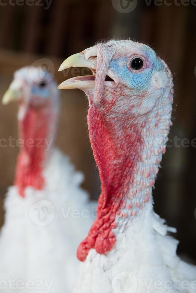 Close-up of a turkey photo