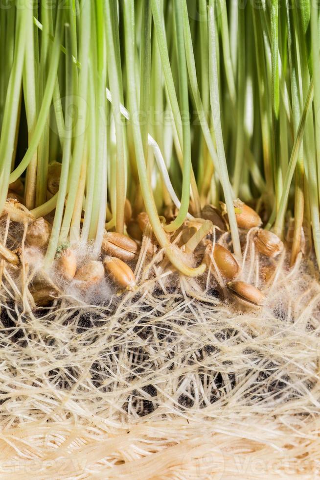 Wheatgrass details of the Roots, Seeds and Healthy Mature Sprouts photo