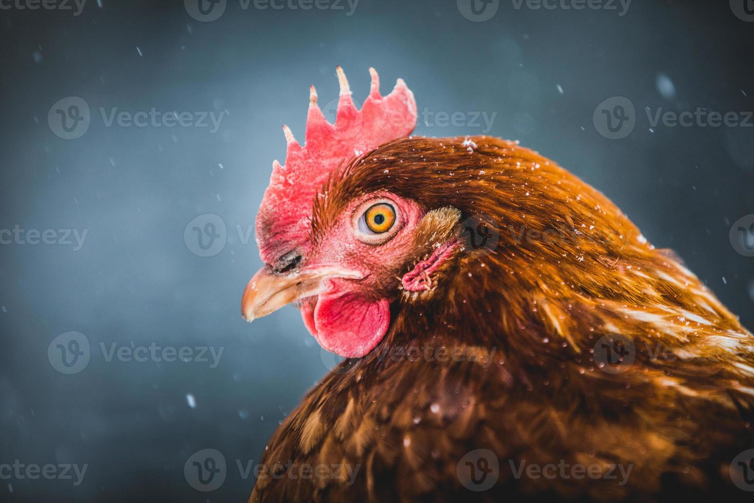 Retrato de gallina de huevos rústicos domésticos durante la tormenta de invierno. foto