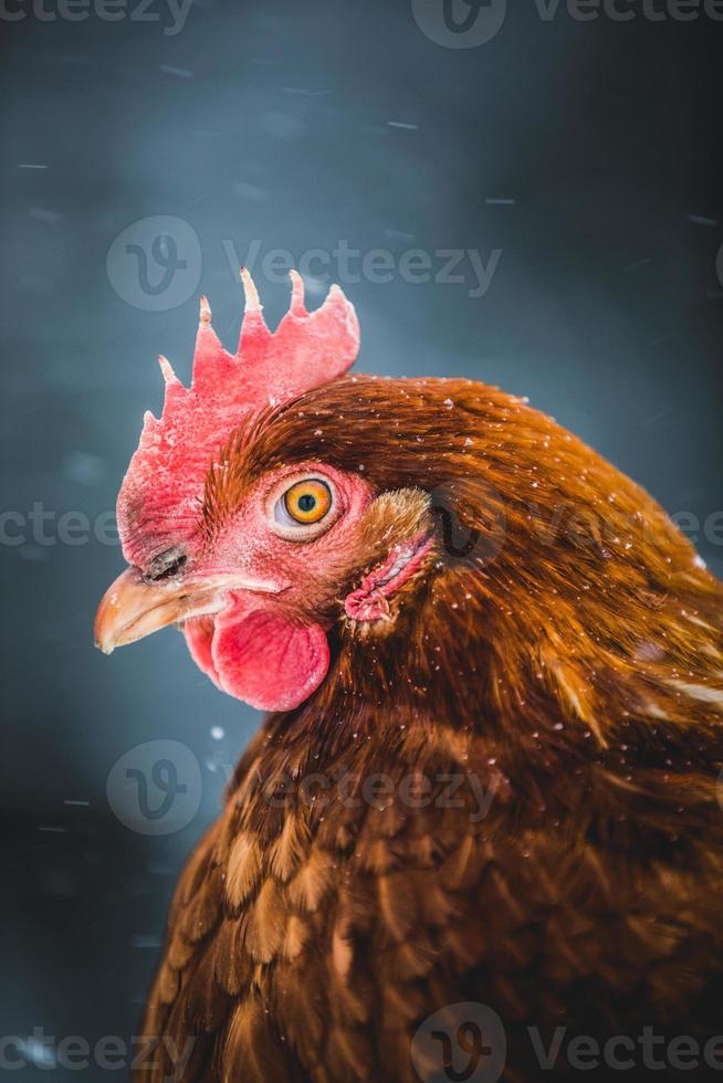 Domestic Rustic Eggs Chicken Portrait during Winter Storm. photo