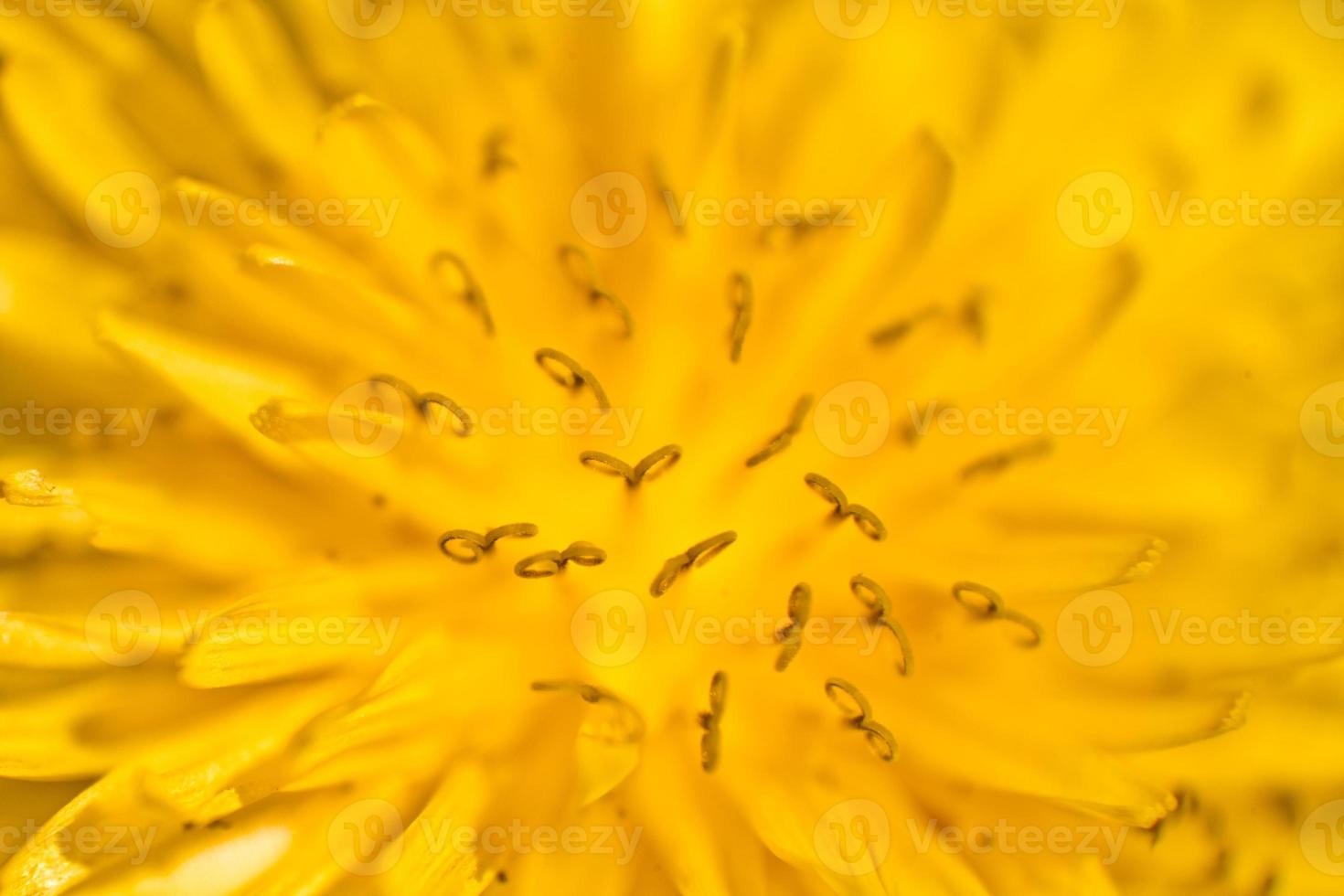 Yellow Dandelion closeup photo