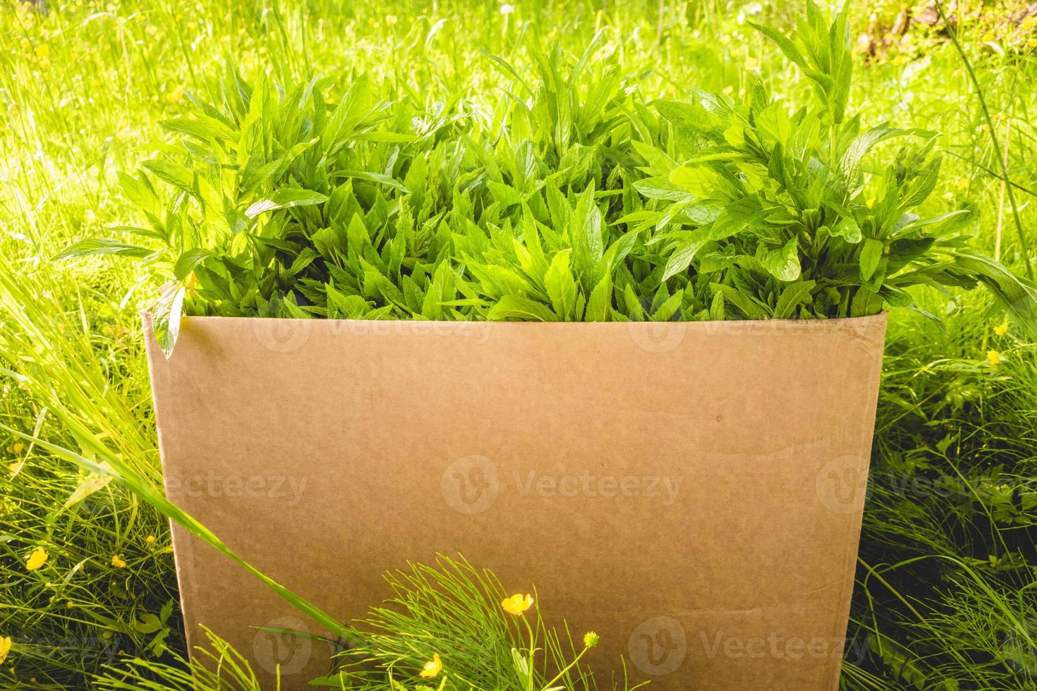 Box of fresh collected mint photo