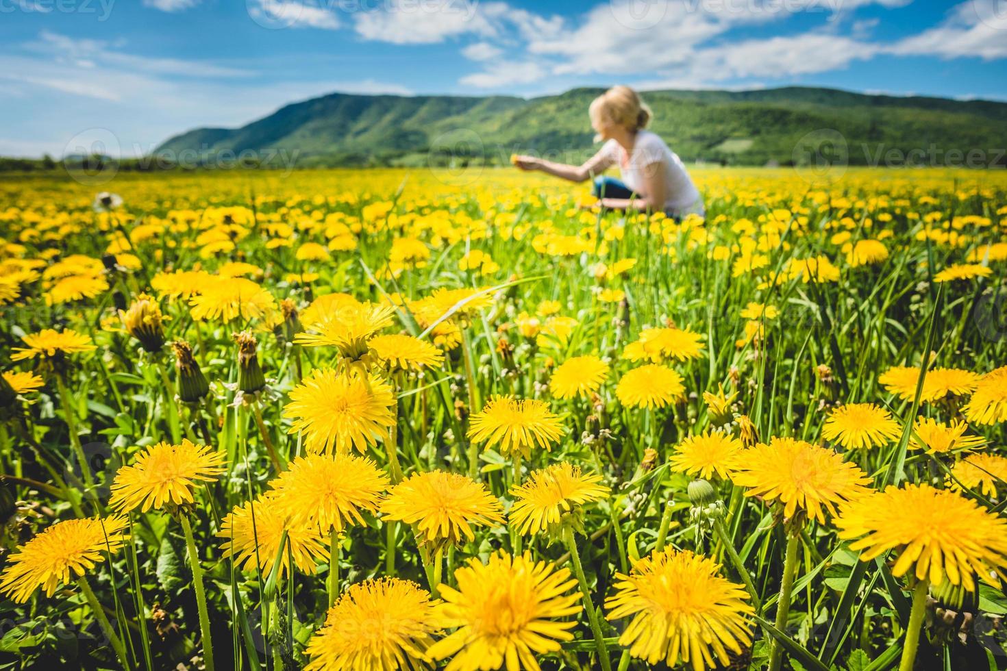 Bright yellow dandelions on green field photo