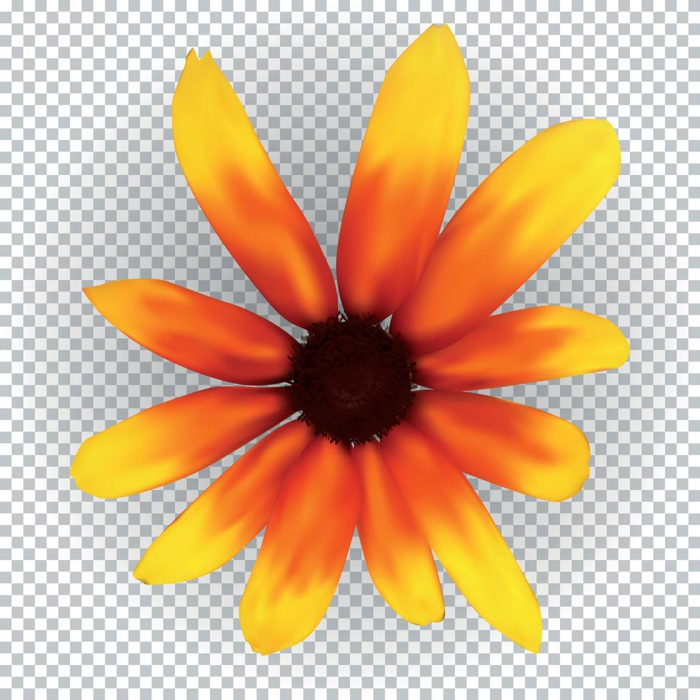 Colorful yellow echinacea on transparent background. Vector Illustration
