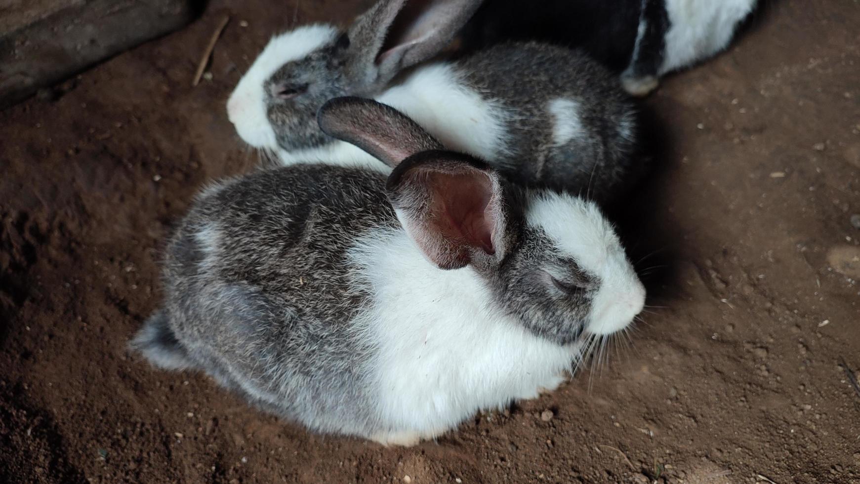 conejito en la granja. Cerrar conejito en granja agrícola.Los conejos son pequeños mamíferos de la familia leporidae foto