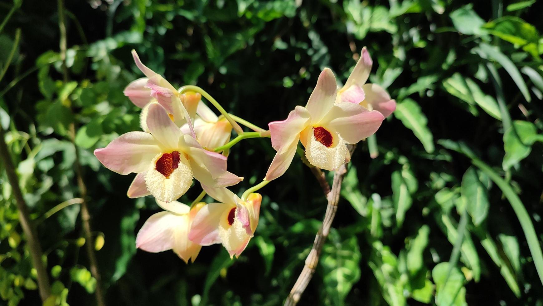 flover de orquídeas. orquídea de fondo. jardín de orquídeas. orchidaceae. hermoso jardín de flores. hermosas orquídeas. foto