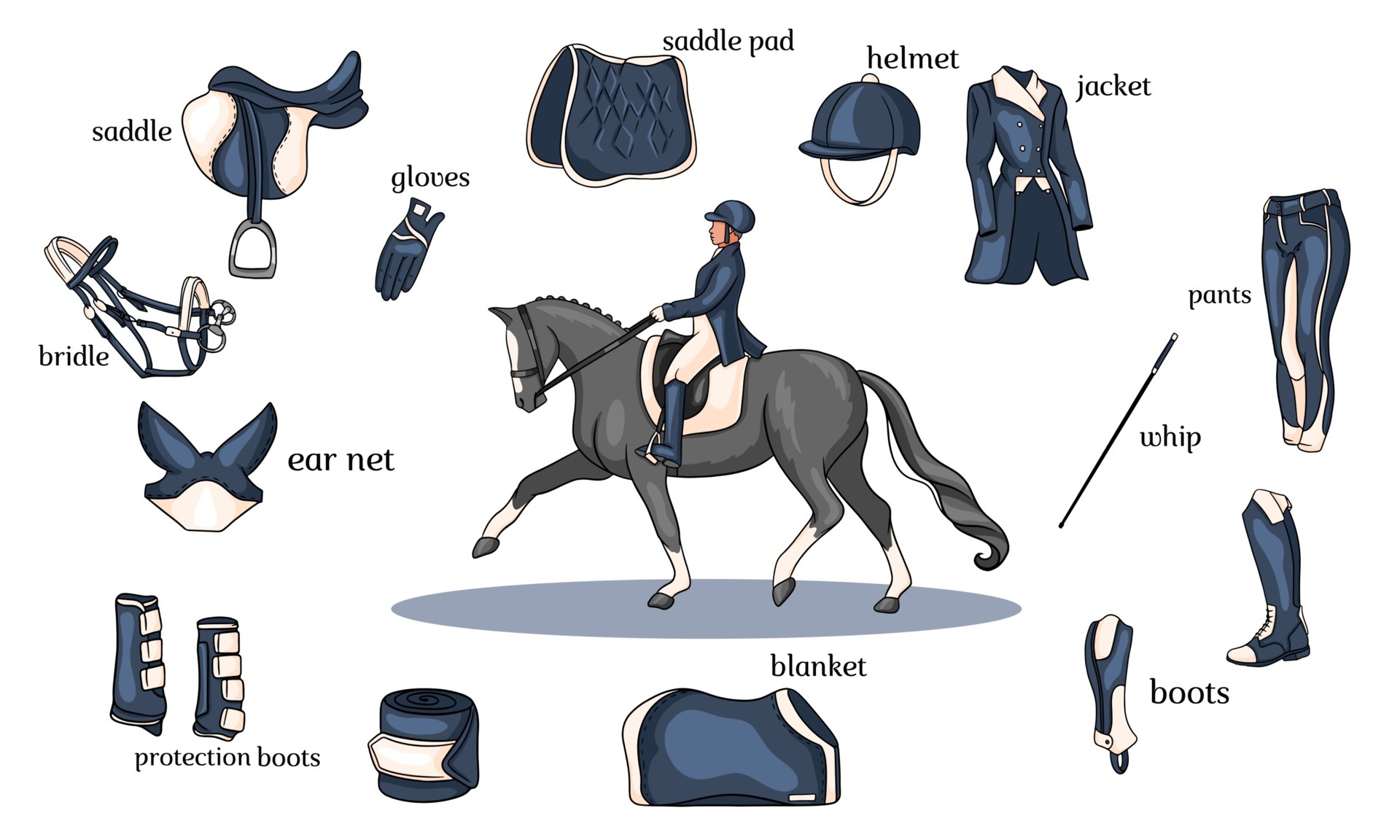 Equestrian sport infographics horse harness and rider equipment in the
