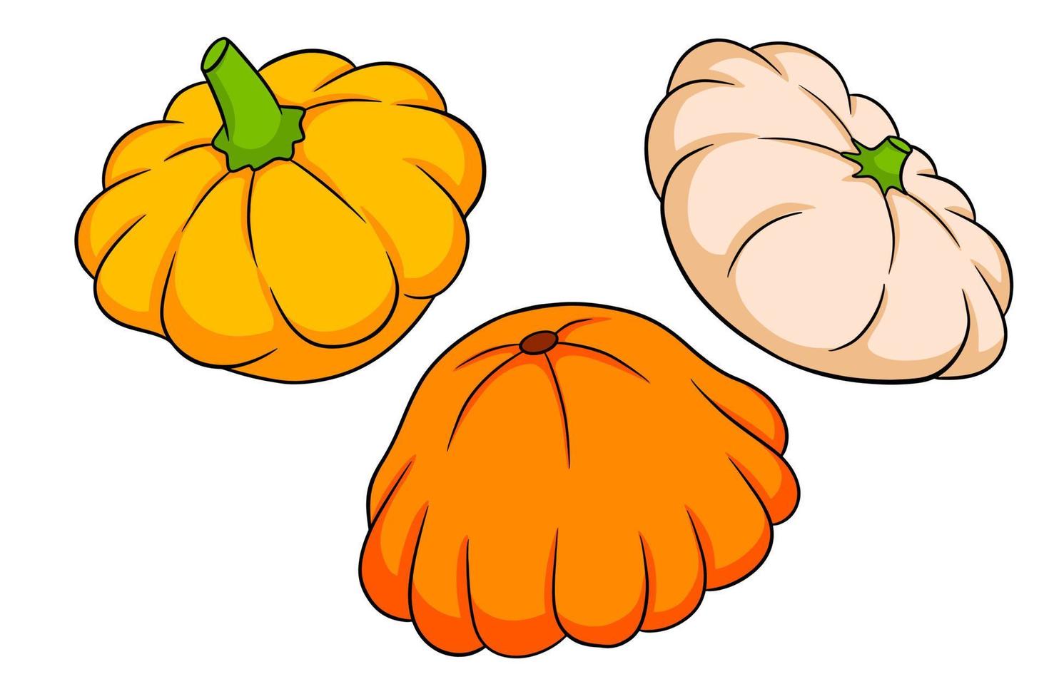 Squash set. Fresh squash yellow, orange and beige. vector