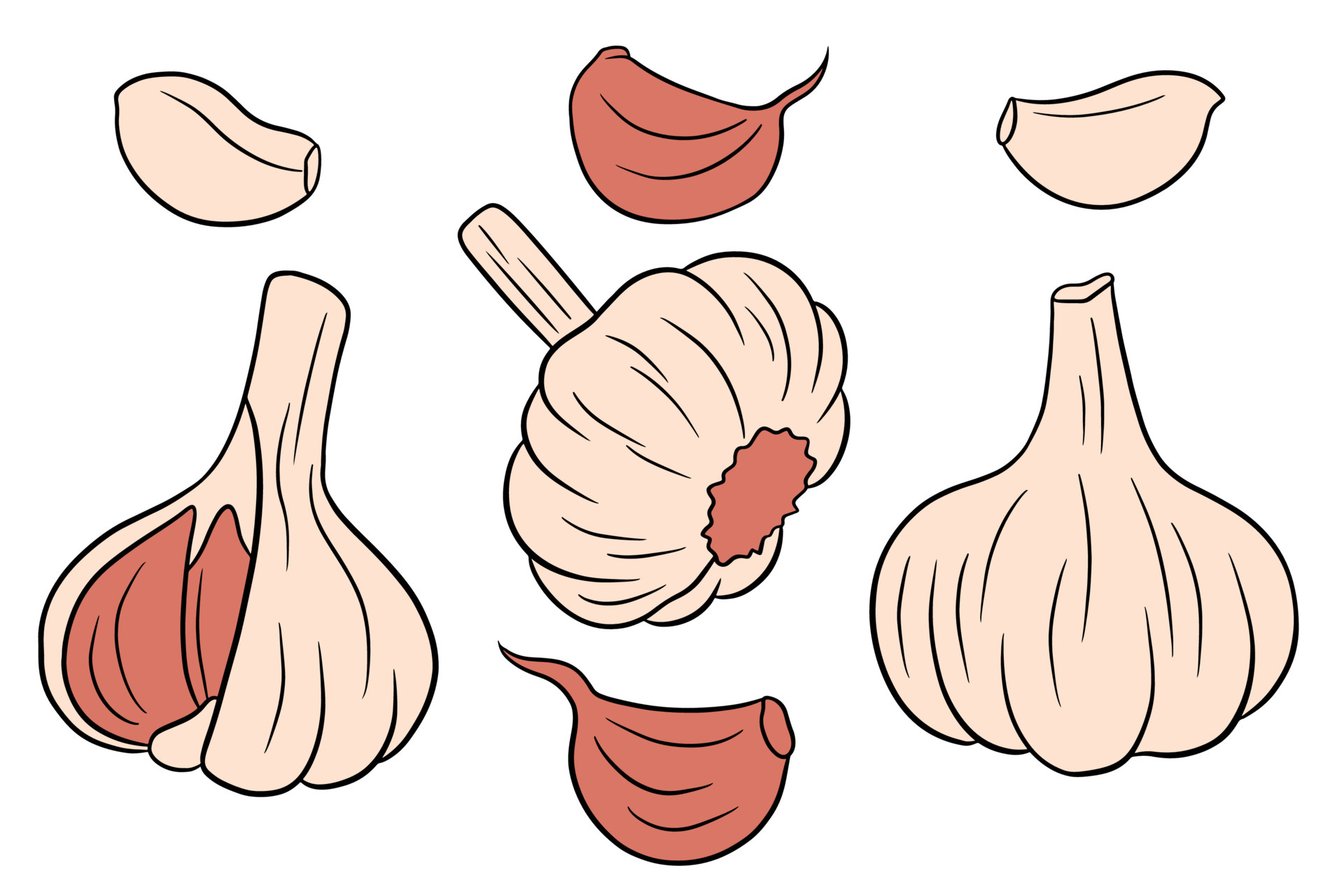 Garlic set. Head of garlic, cloves,