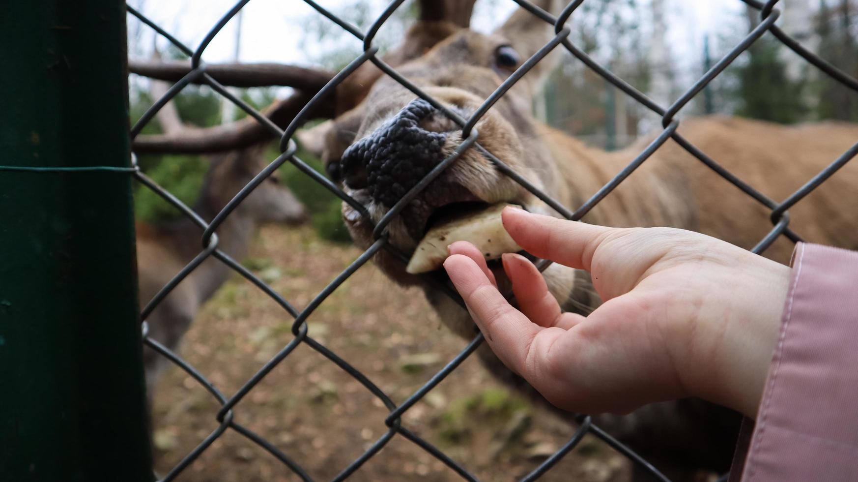 A woman feeds a deer with horns through a fence in a zoo. Deer eats sugar beets from a female hand. photo